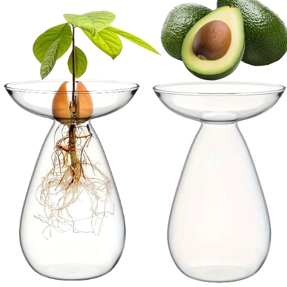 Propagation Station Vase - Avocado Seed Starter Hydroponic Vase Transparent