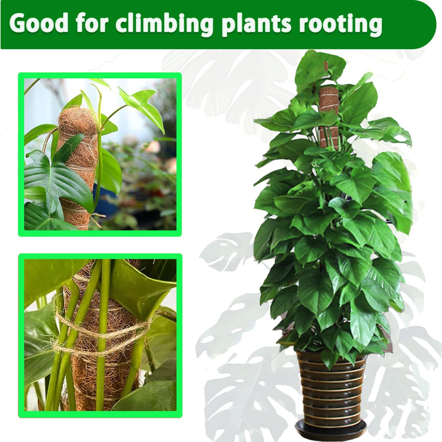 Moss Pole 38/43/53CM Monstera  - Sphagnum Moss Dry review and price