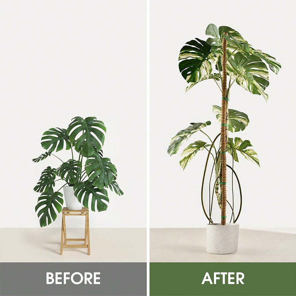 Moss Pole for Plants Monstera  - Sphagnum Moss Dry review and price