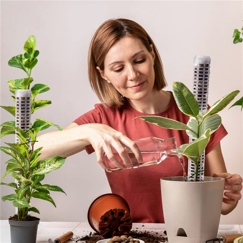 Plant Climbing Column Sphagnum - Sphagnum Moss Dry review and price